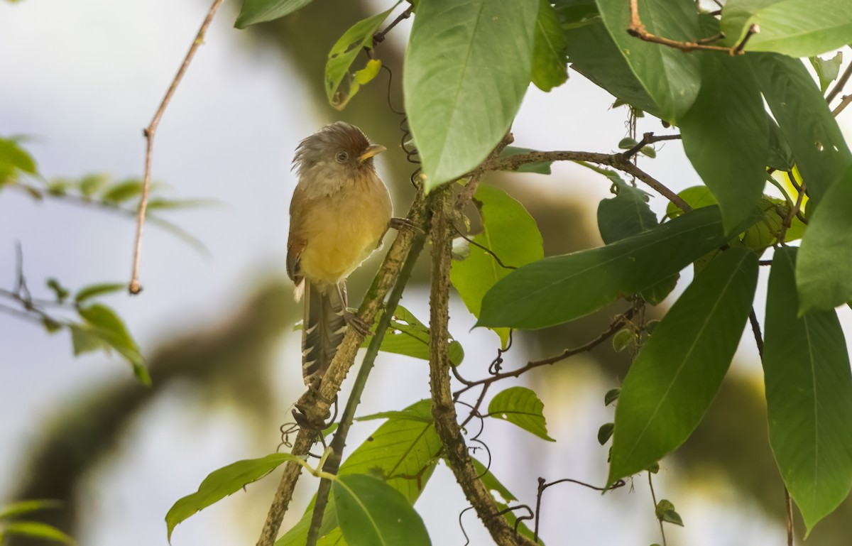 Rusty-fronted Barwing - ML644588233