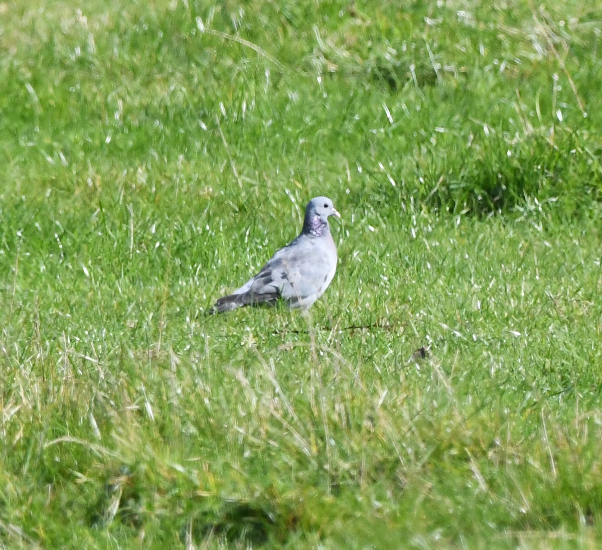 holub doupňák - ML644588234