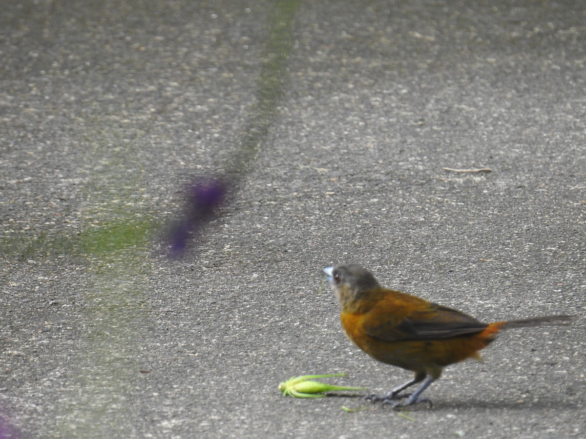 Passerinitangare - ML644588235