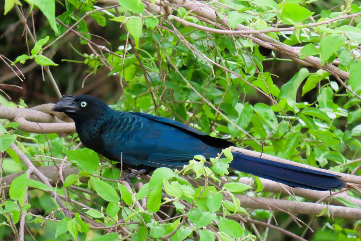 Ani des palétuviers - ML644588236