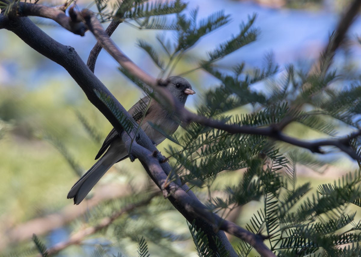 Dark-eyed Junco (Pink-sided) - ML644588237