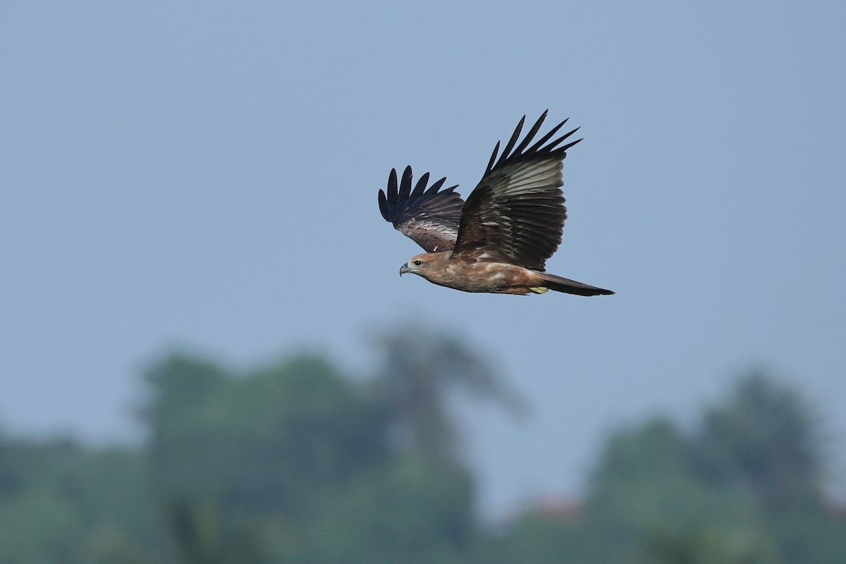 braminglente - ML644588238