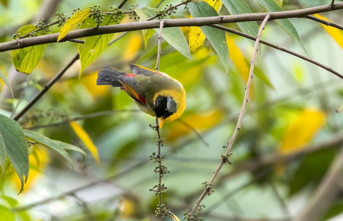 Silver-eared Mesia - ML644588240