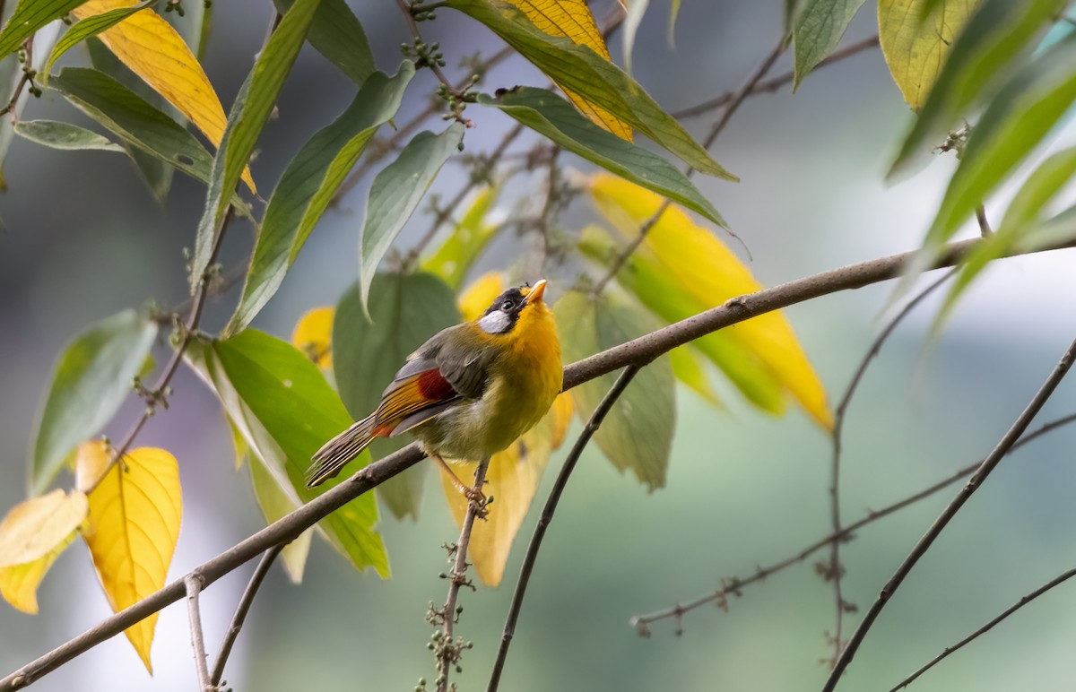 Silver-eared Mesia - ML644588242