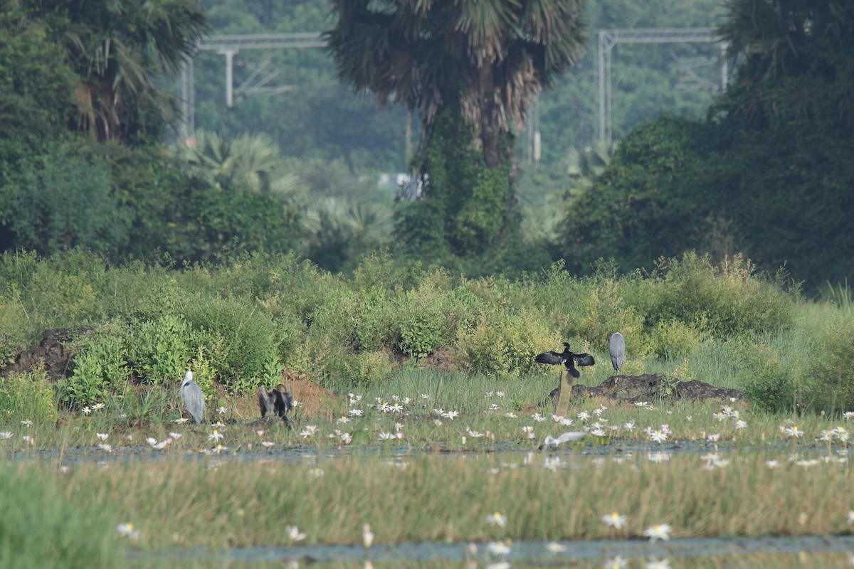 bengalskarv - ML644588249