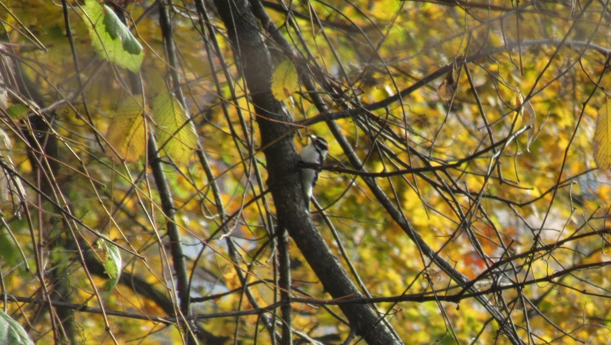 Downy Woodpecker - ML644588259
