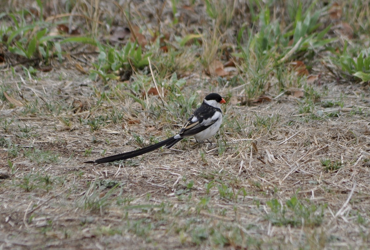 Pin-tailed Whydah - ML644588260