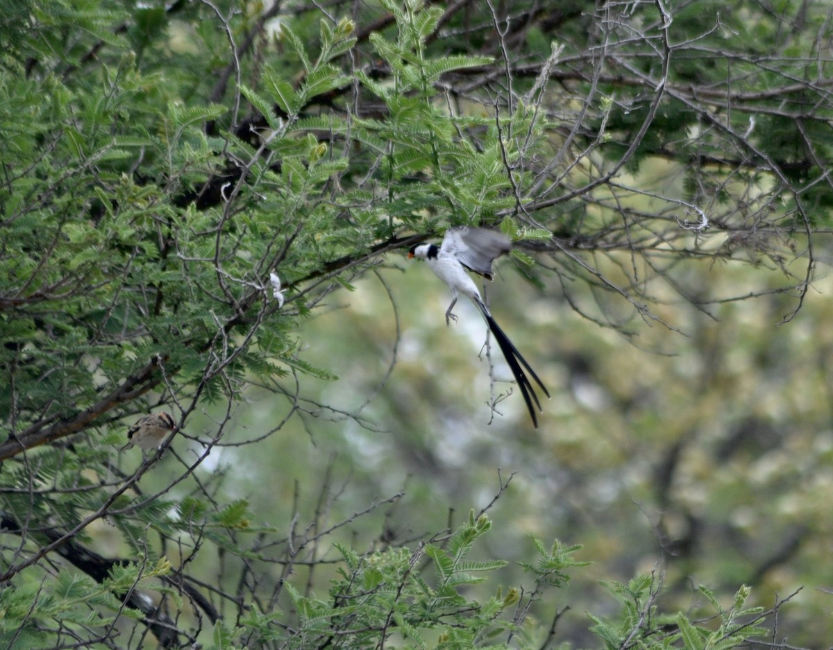Pin-tailed Whydah - ML644588261