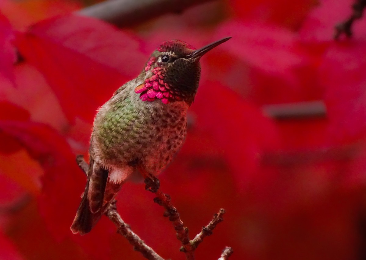 Anna's Hummingbird - ML644588263