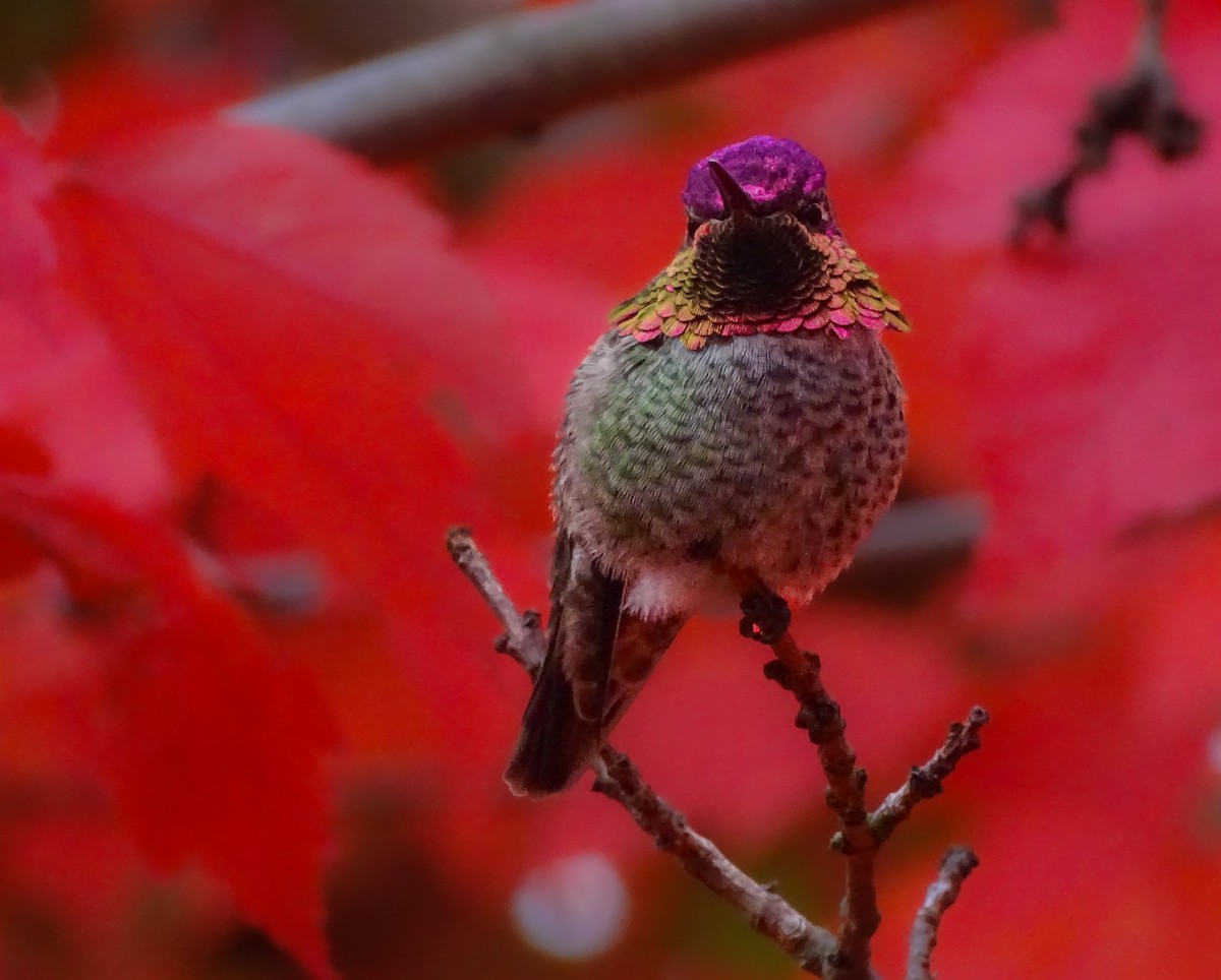 Anna's Hummingbird - ML644588264