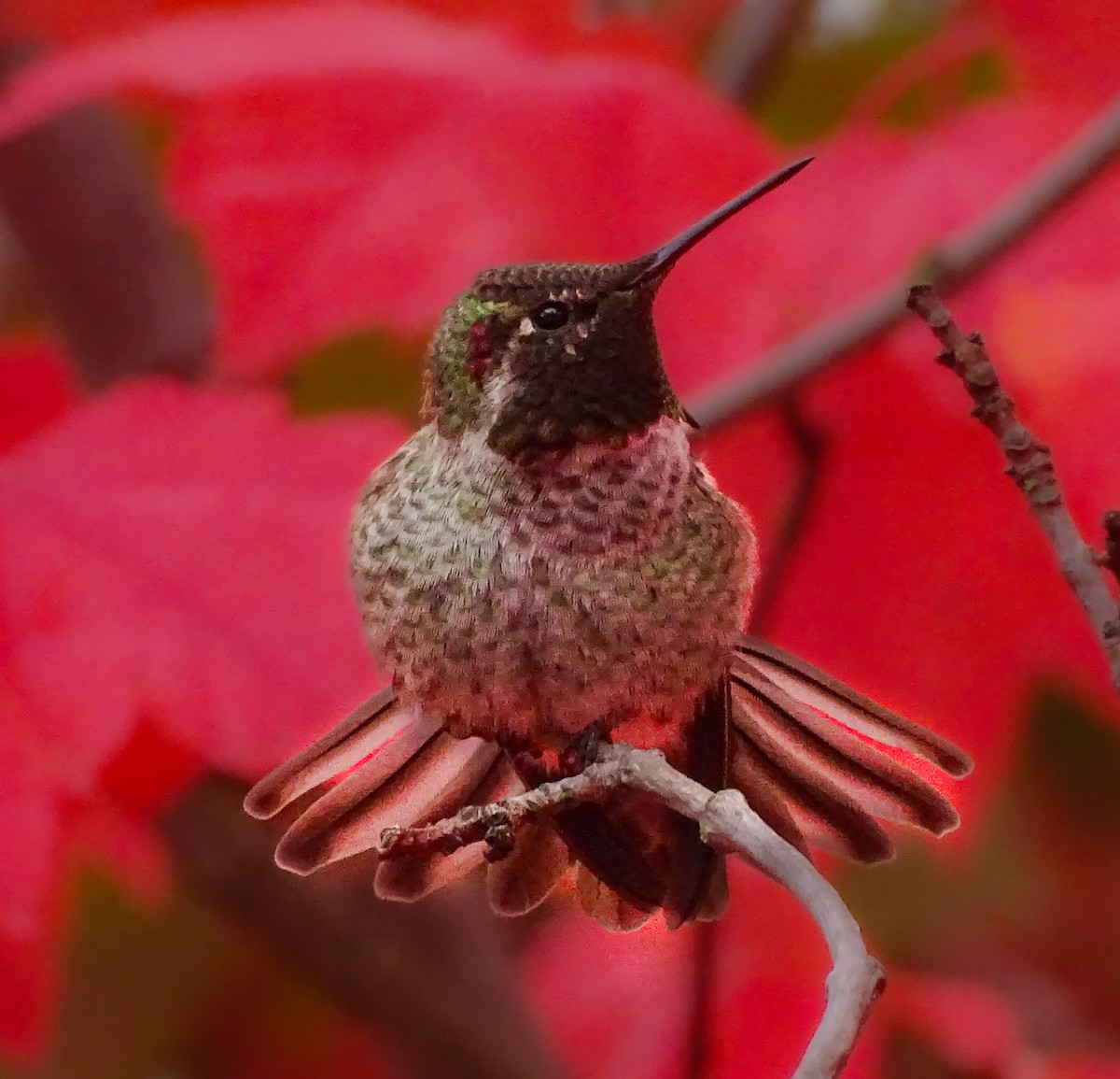 Anna's Hummingbird - ML644588265