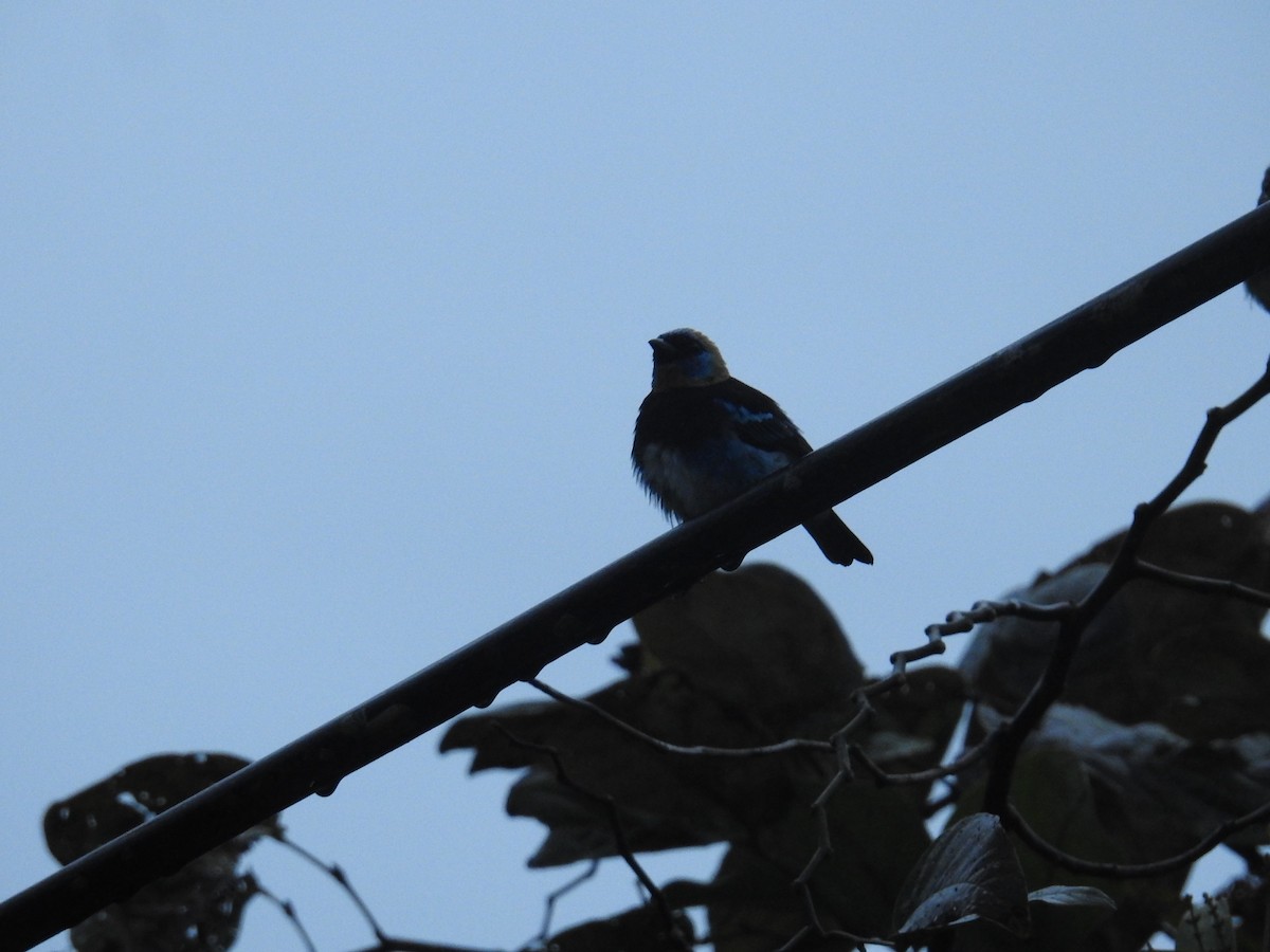 Golden-hooded Tanager - ML644588270