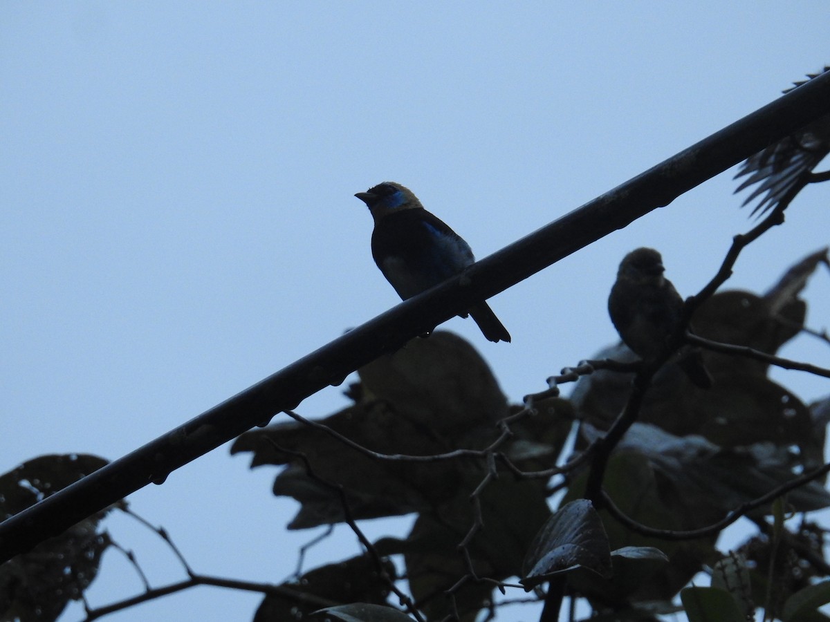 Golden-hooded Tanager - ML644588271