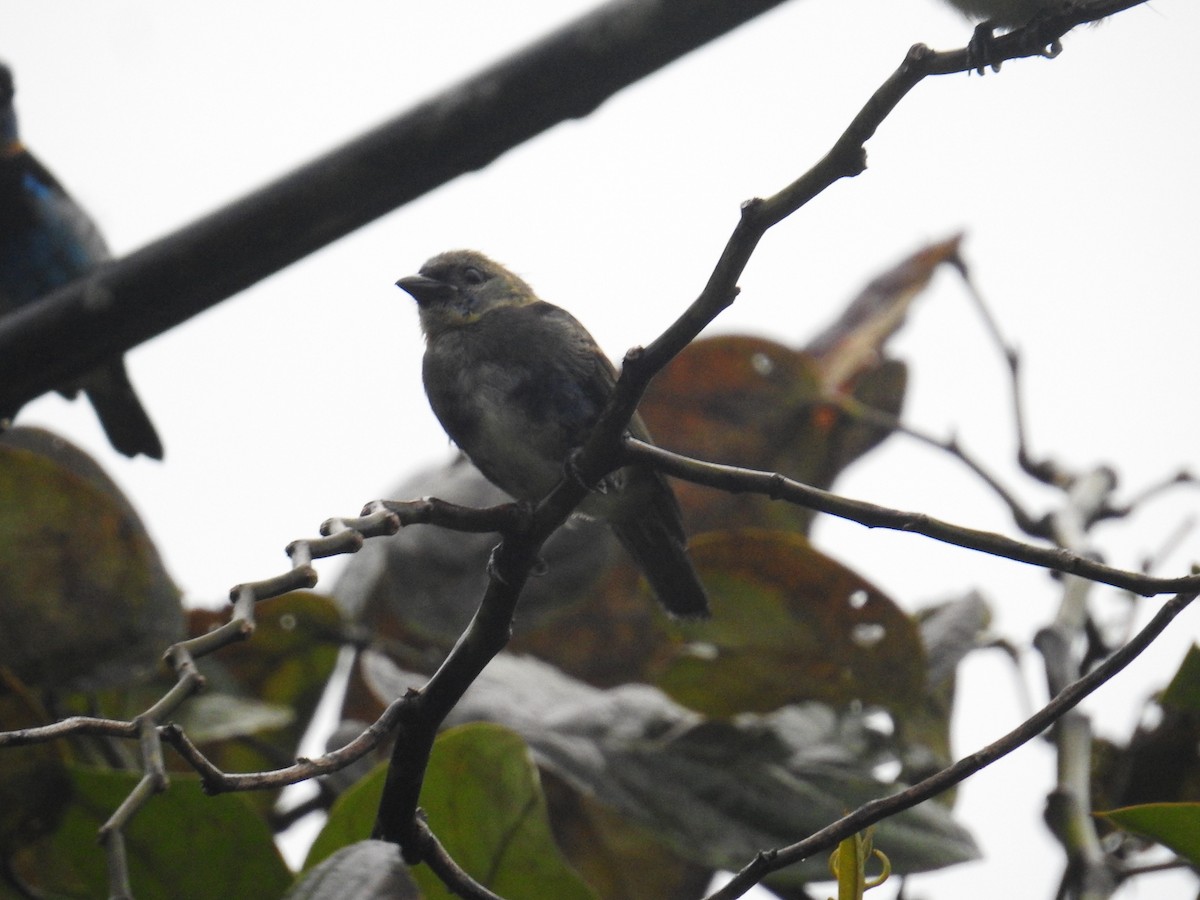 Golden-hooded Tanager - ML644588272