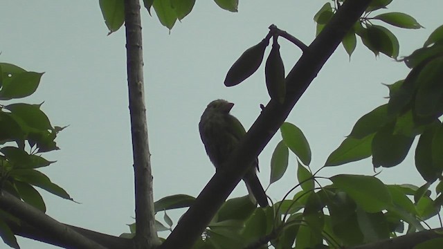 Barbu rayé - ML644588273