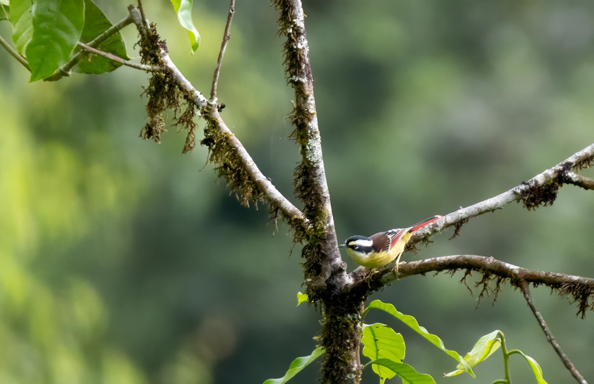 Краснохвостая минла - ML644588275