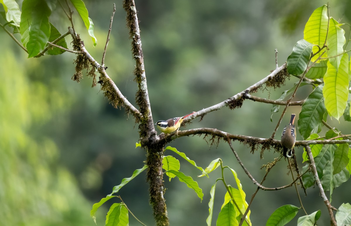 Краснохвостая минла - ML644588276