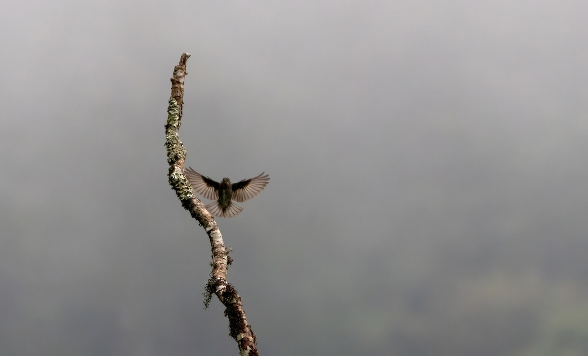 Dark-sided Flycatcher - ML644588280