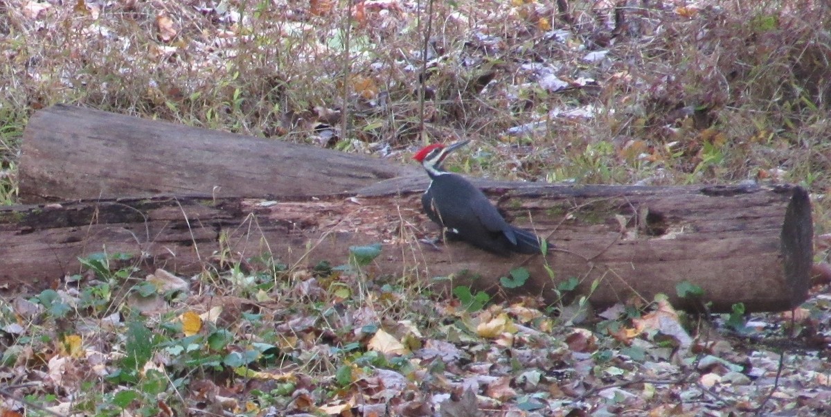 Pileated Woodpecker - ML644588283