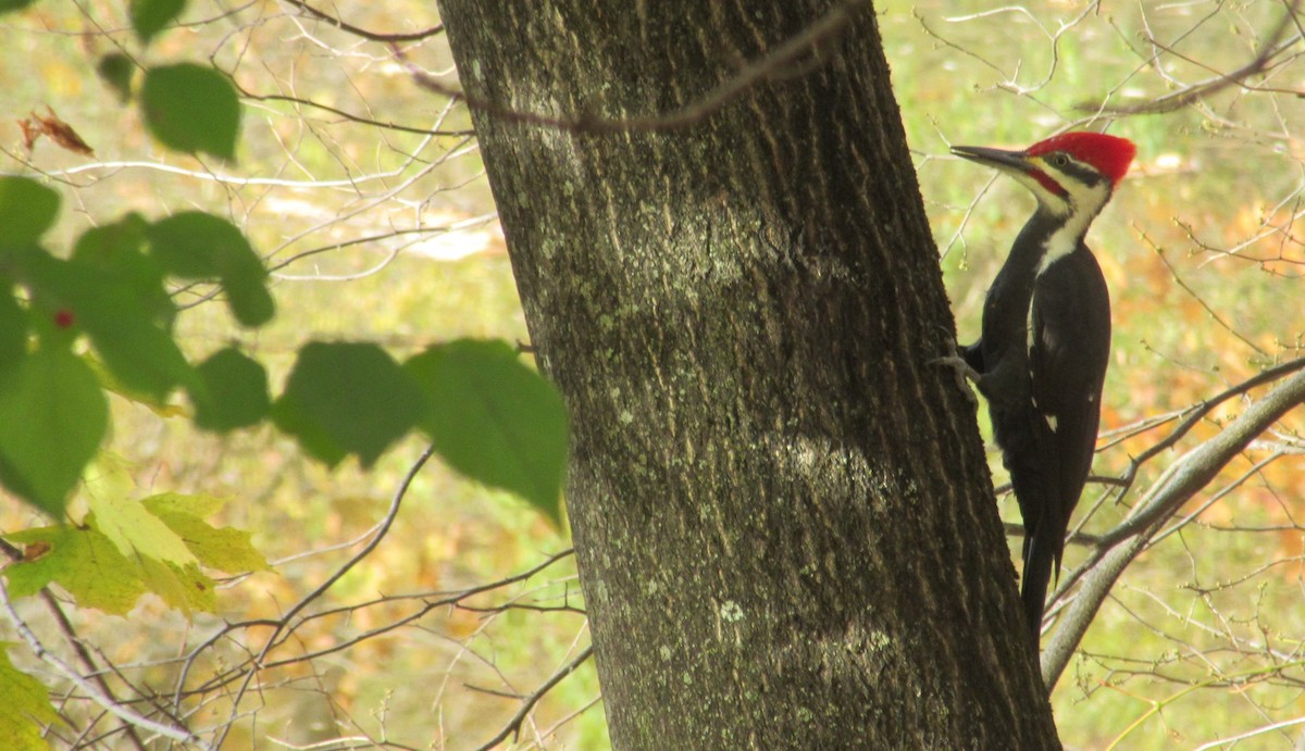 Pileated Woodpecker - ML644588284