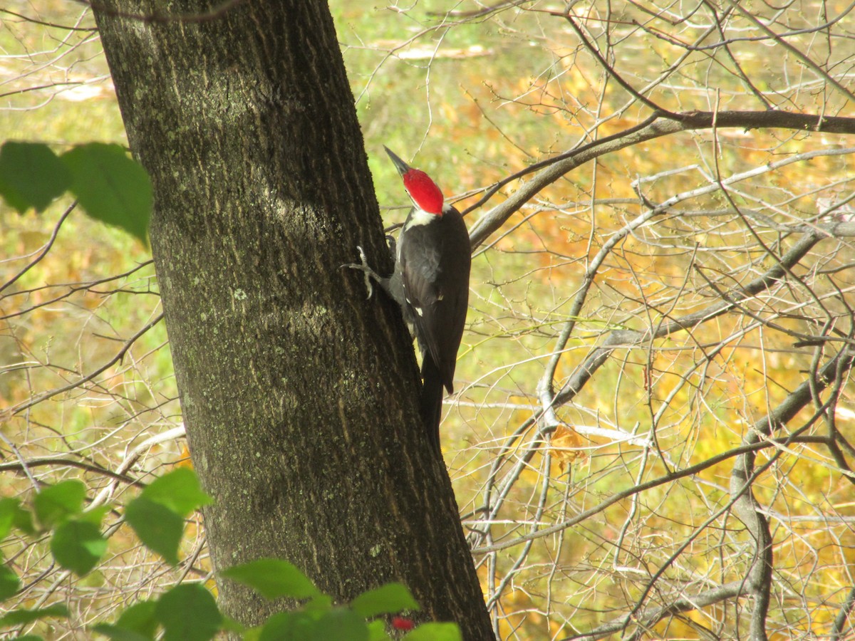 Pileated Woodpecker - ML644588285