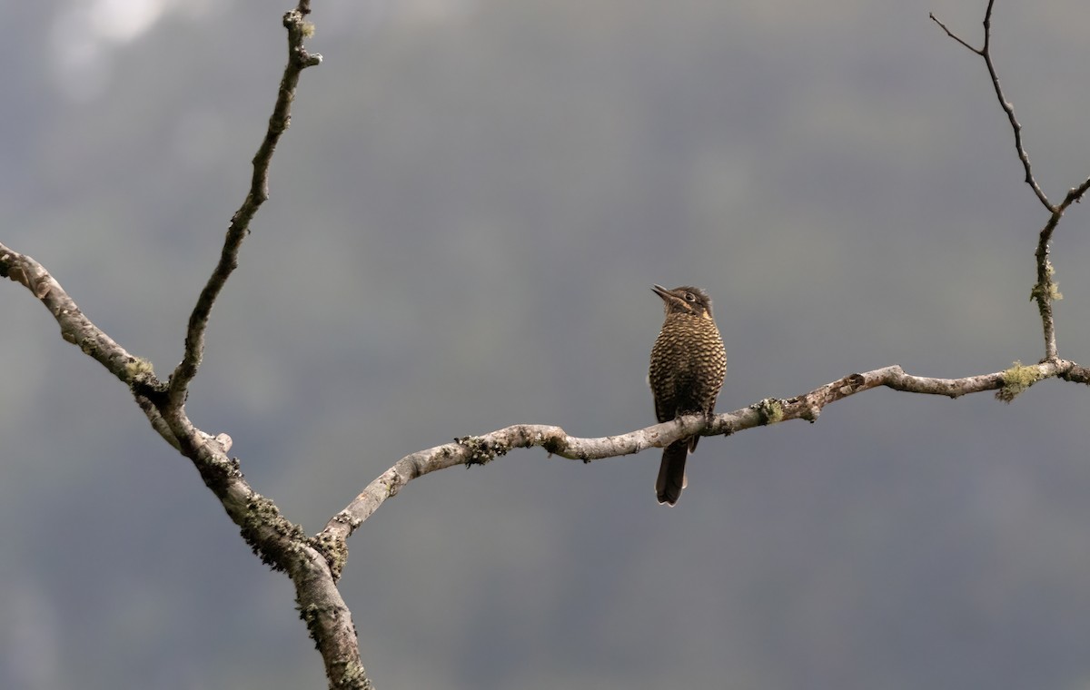 Chestnut-bellied Rock-Thrush - ML644588287