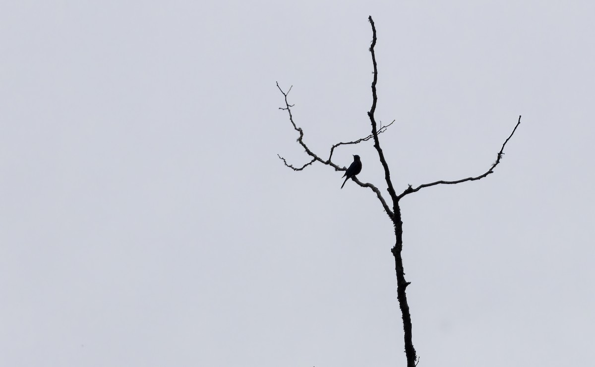 Chestnut-bellied Rock-Thrush - ML644588288