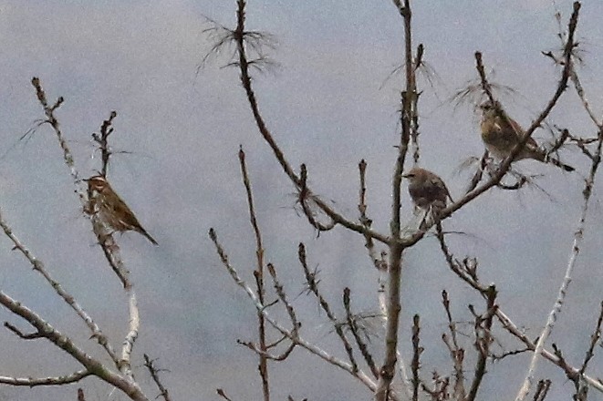 Rotdrossel (iliacus) - ML644588295