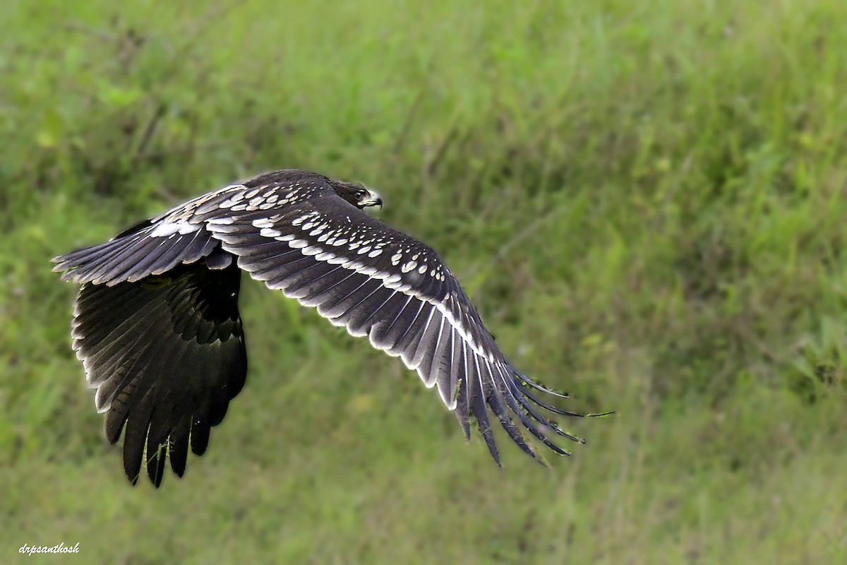 Greater Spotted Eagle - ML644588296