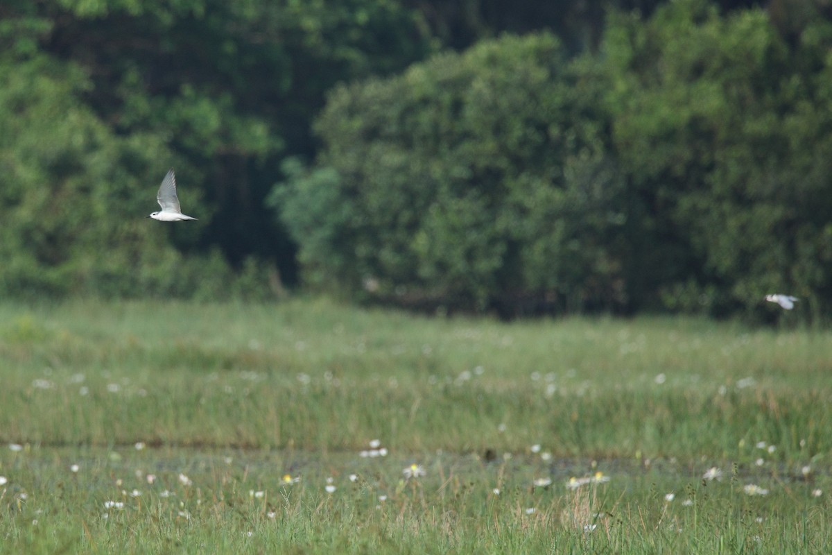 hvitkinnsvartterne - ML644588297