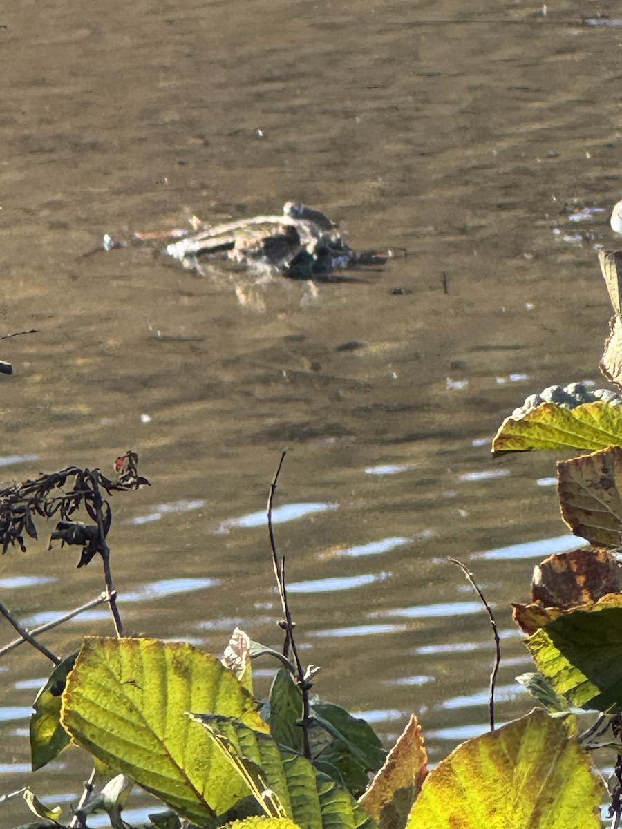 Wilson's Snipe - ML644588298