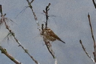 Rotdrossel (iliacus) - ML644588299