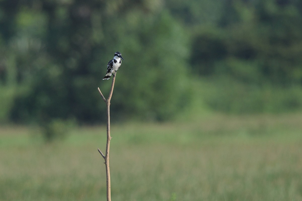 terneisfugl - ML644588300