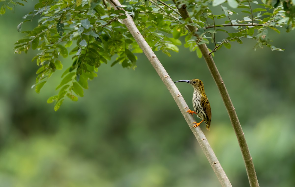 Streaked Spiderhunter - ML644588302