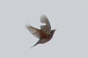 Rotdrossel (iliacus) - ML644588303