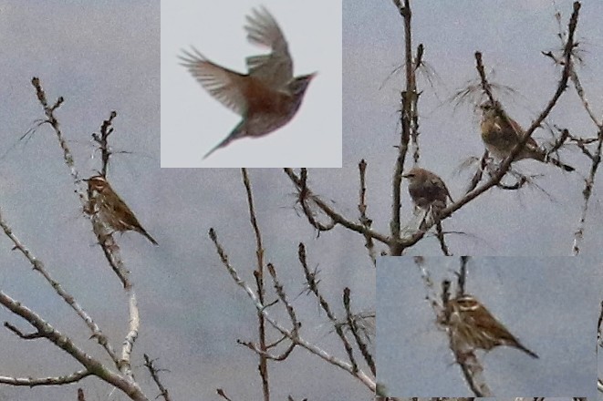 Rotdrossel (iliacus) - ML644588305