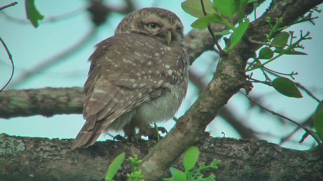 Chevêche brame - ML644588325