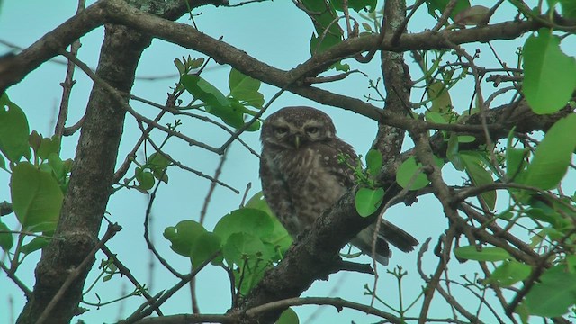 Chevêche brame - ML644588326