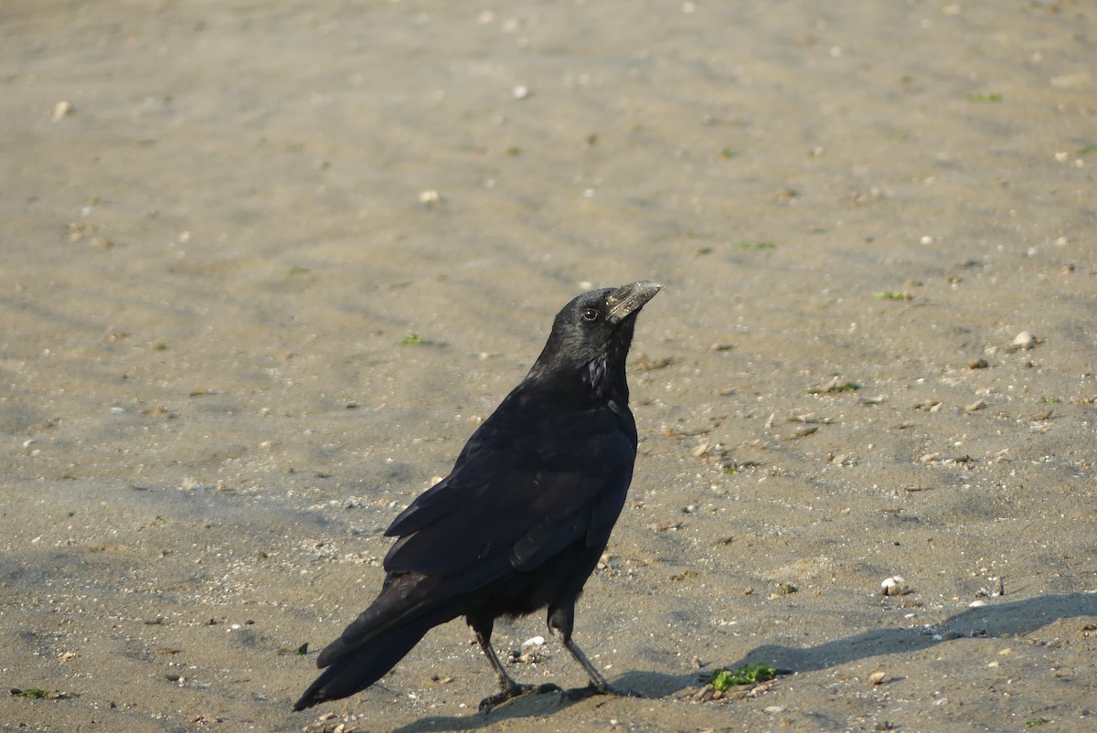 Carrion Crow - ML644588327