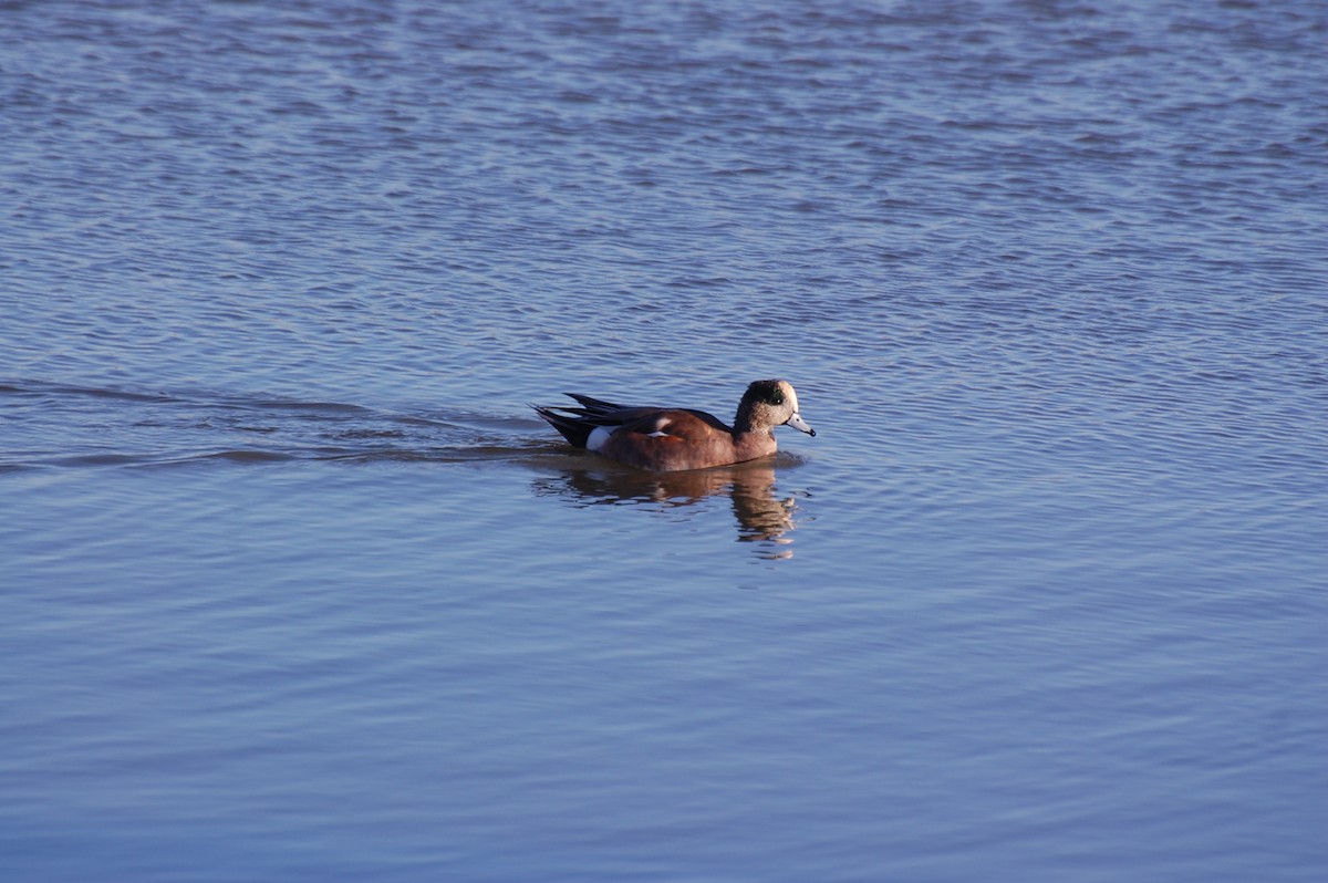 Свищ американський - ML644588329