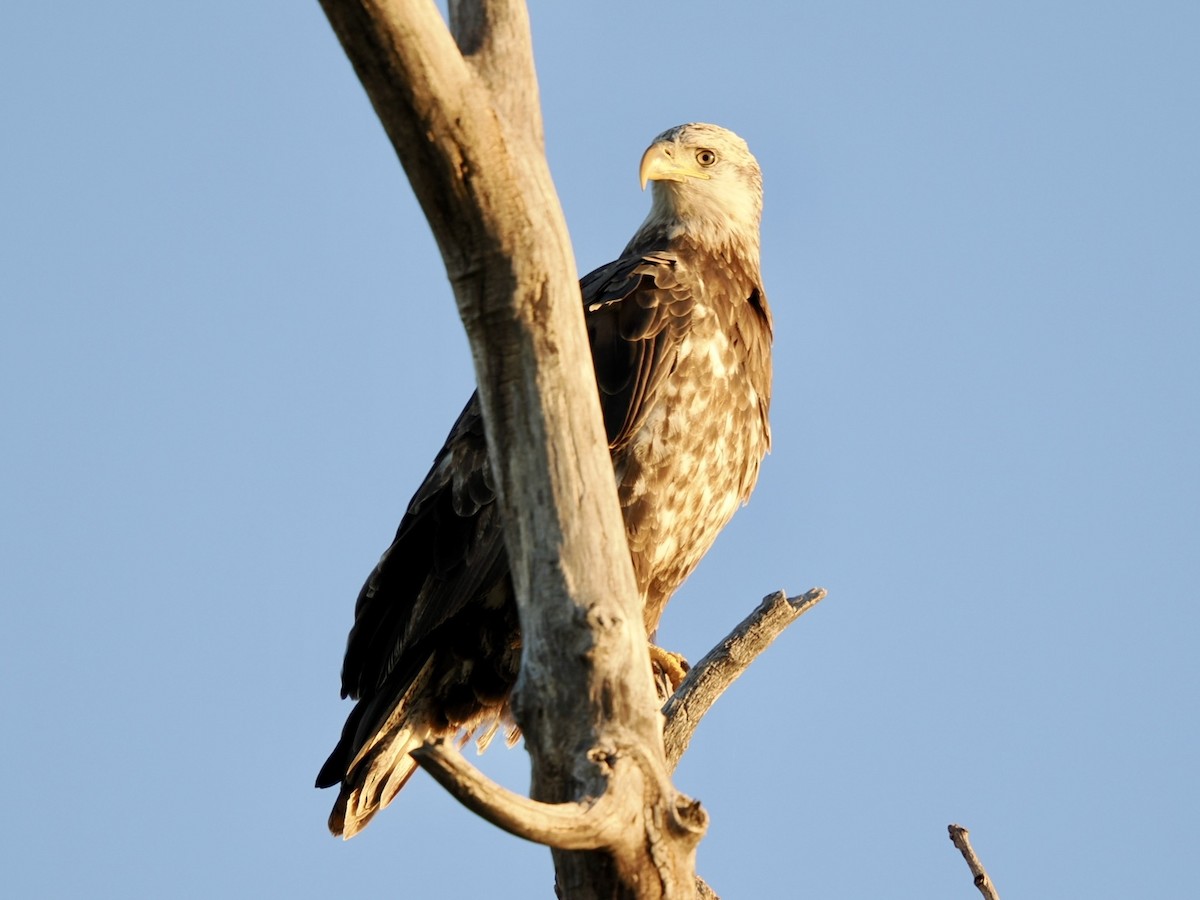 Pigargo Americano - ML644588334