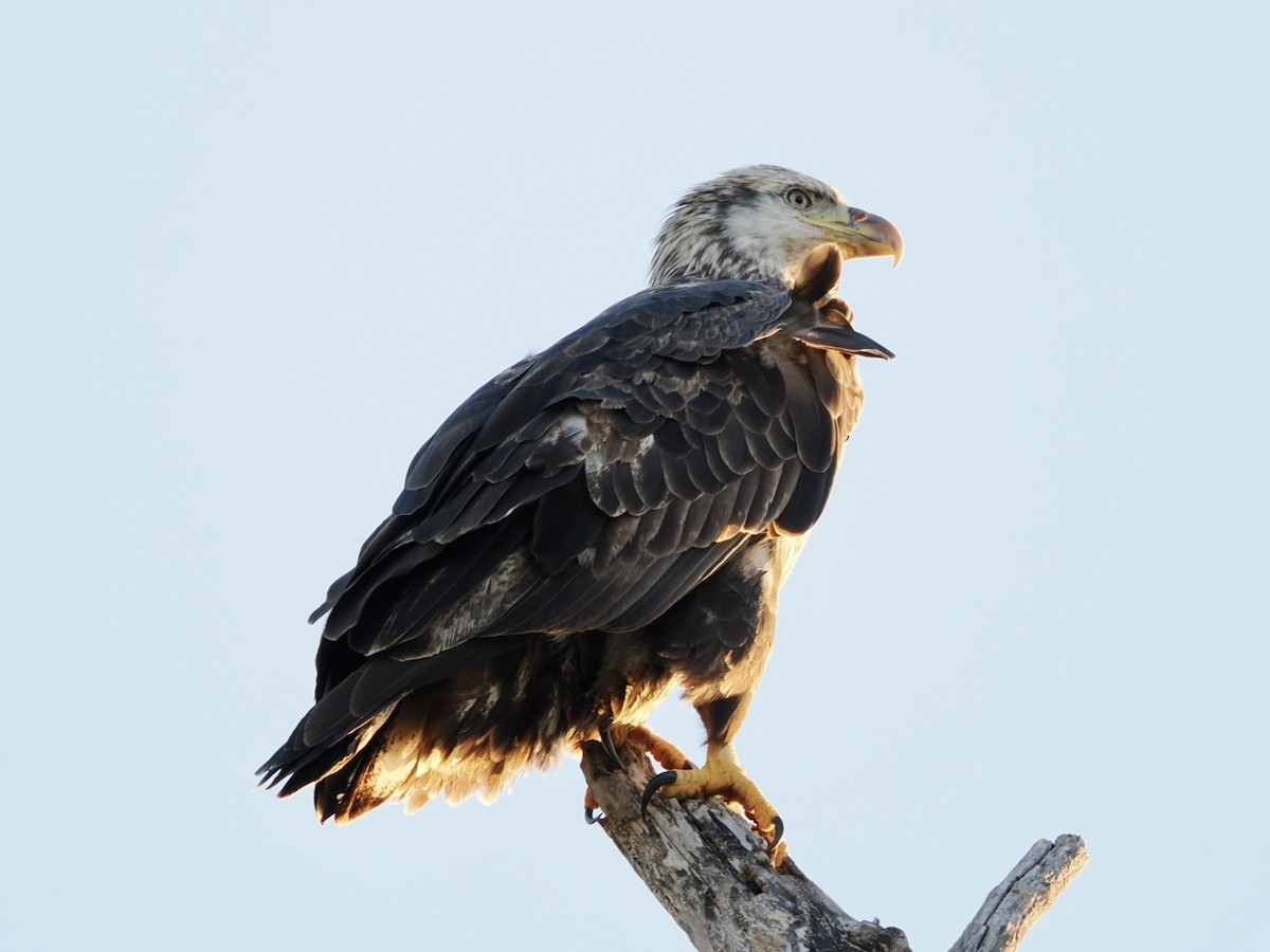 Pigargo Americano - ML644588335