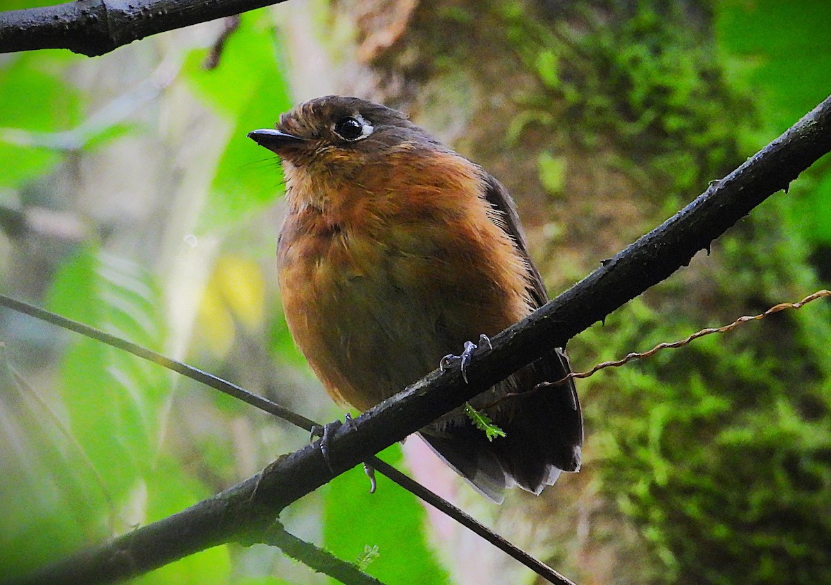Leymebamba Antpitta - ML644588338