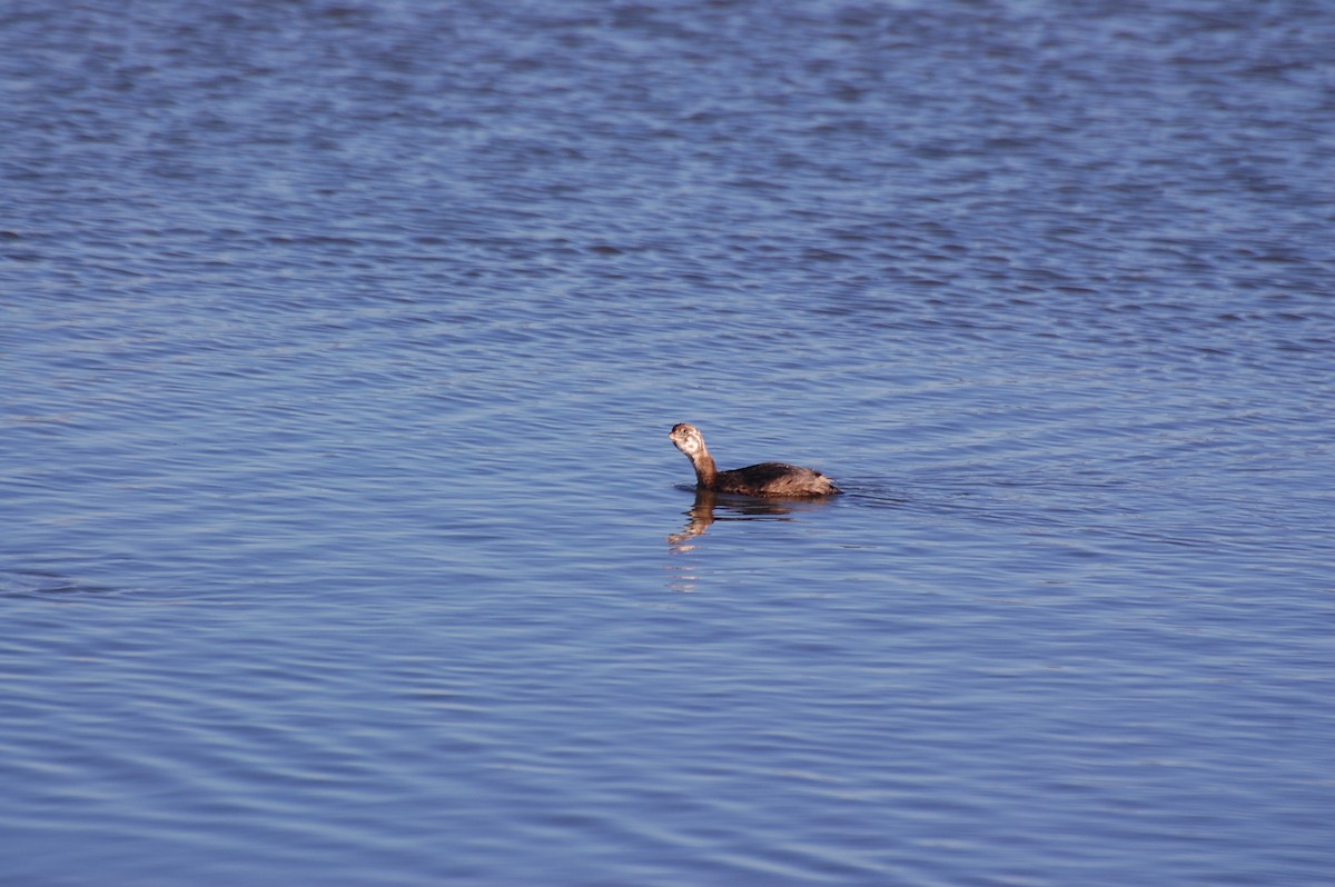 Kalın Gagalı Batağan - ML644588339