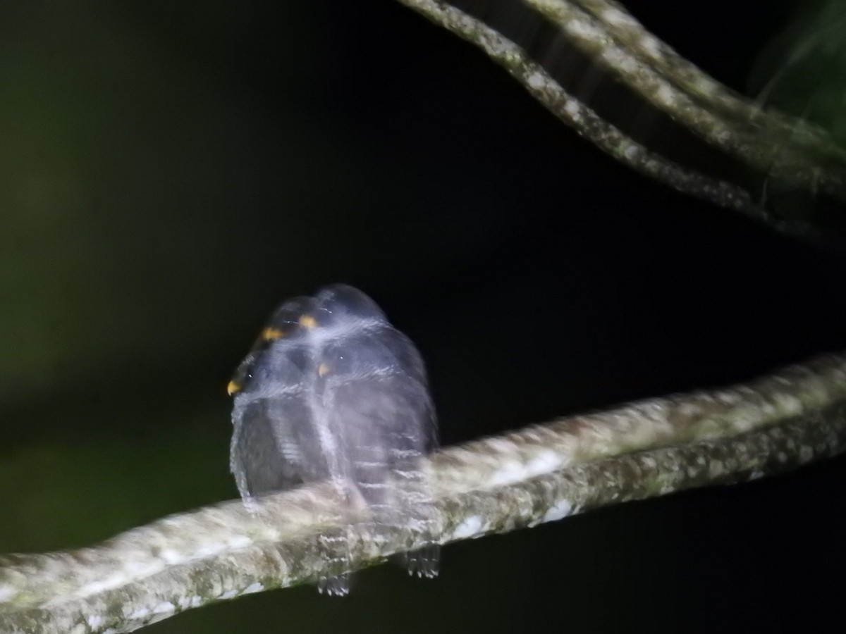 シロクロヒナフクロウ - ML644588353