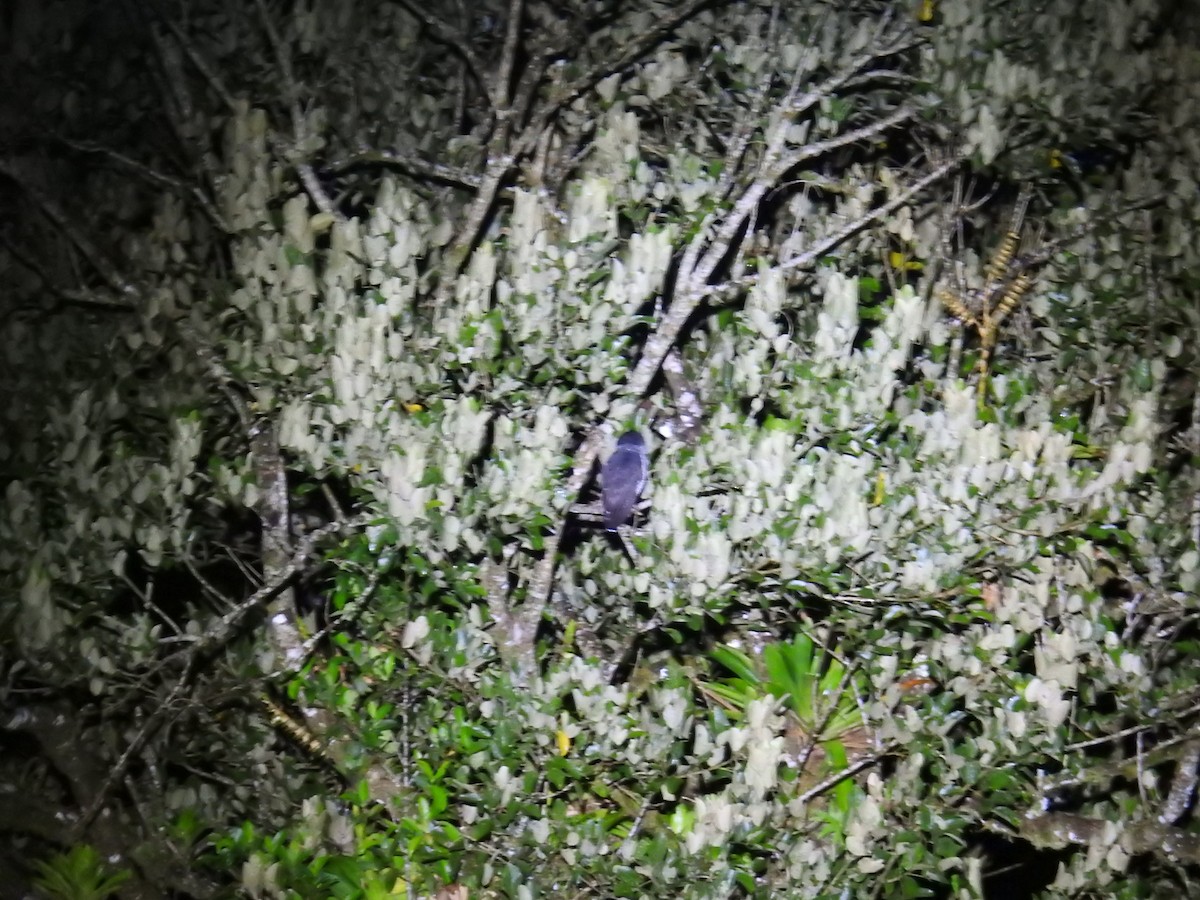 シロクロヒナフクロウ - ML644588354