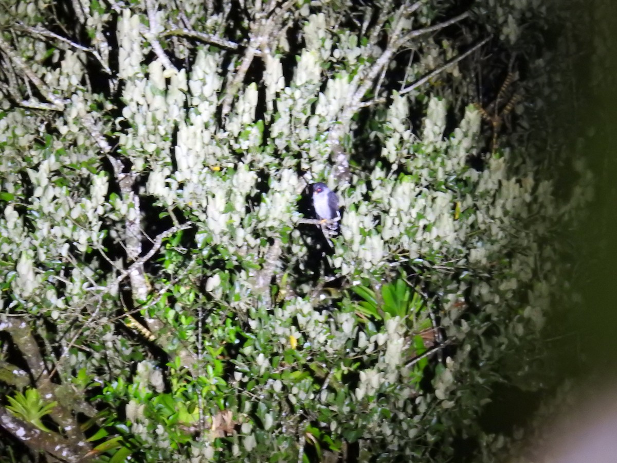 シロクロヒナフクロウ - ML644588355