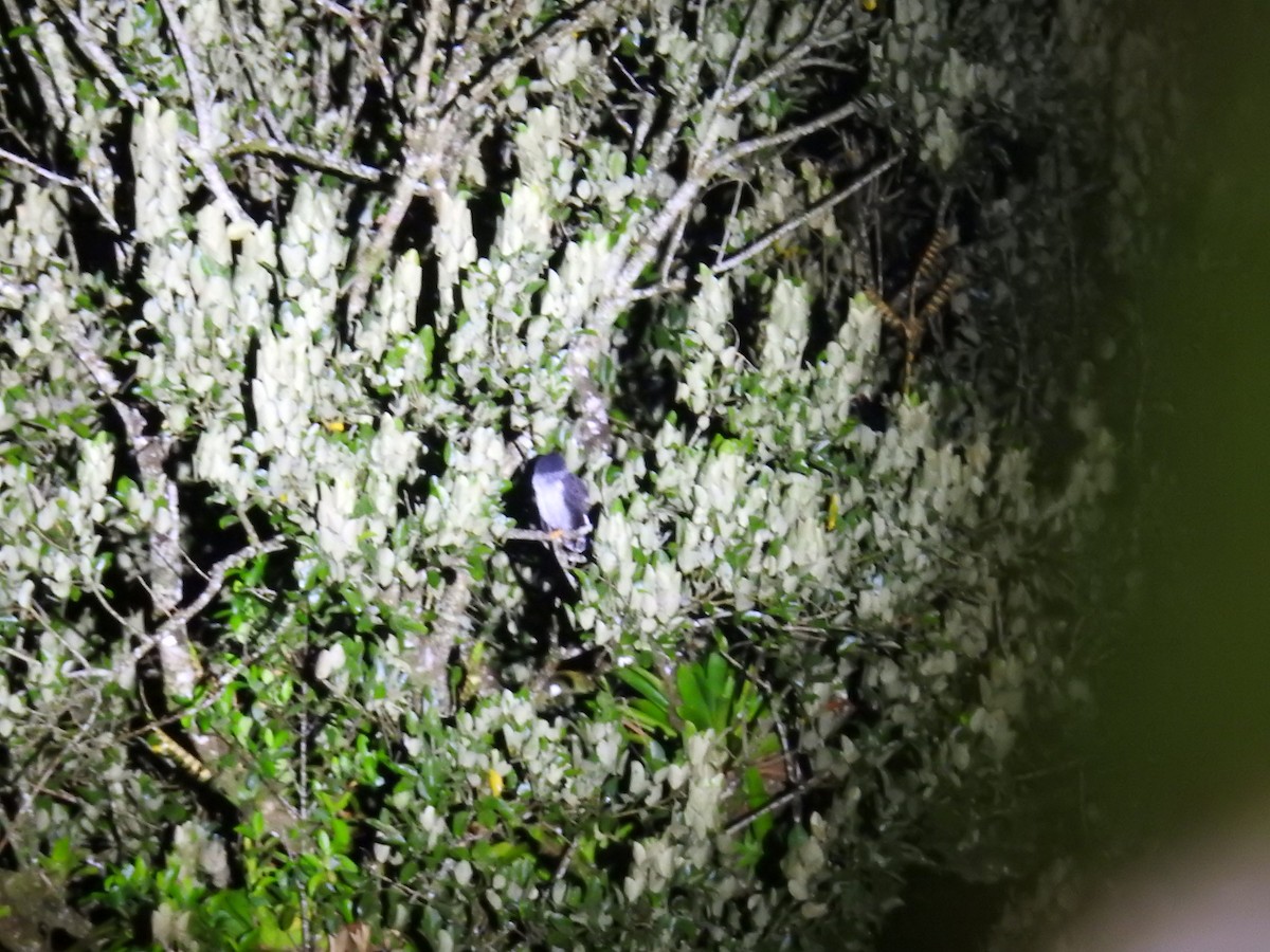 シロクロヒナフクロウ - ML644588356