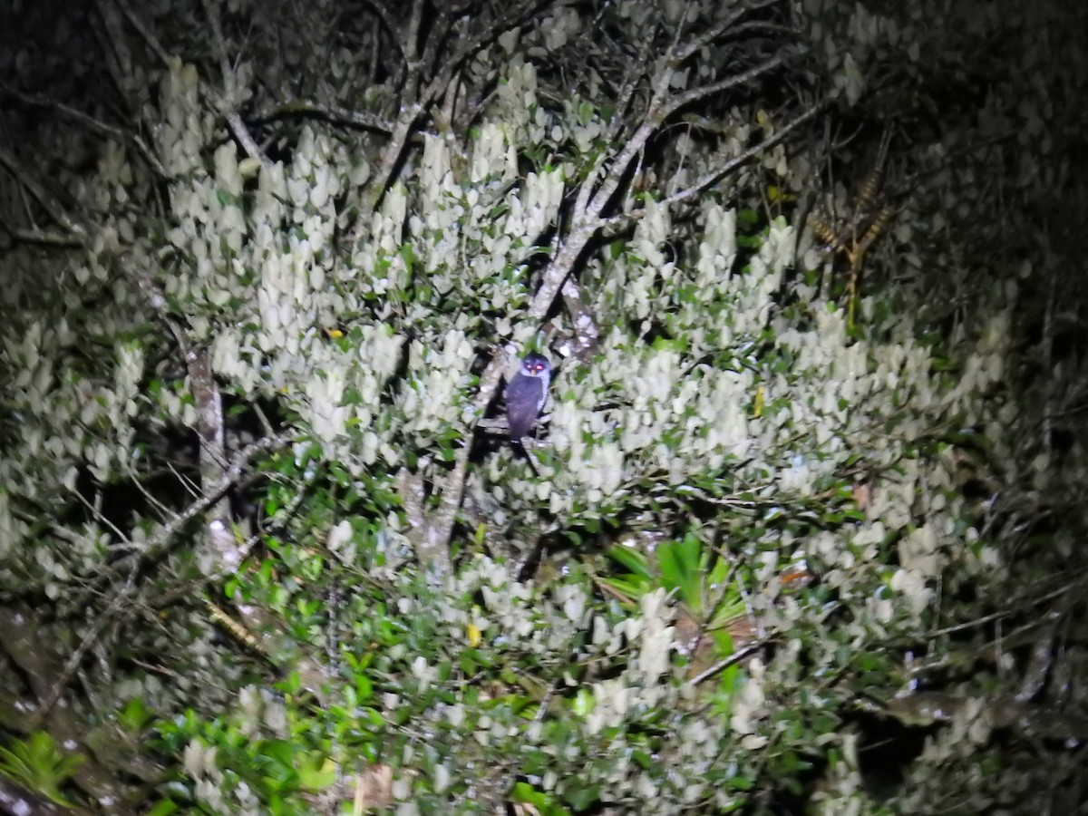 シロクロヒナフクロウ - ML644588357