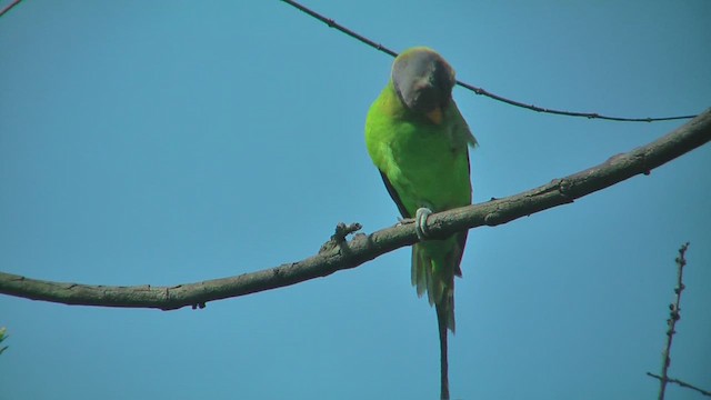 Папужець фіолетовоголовий - ML644588370